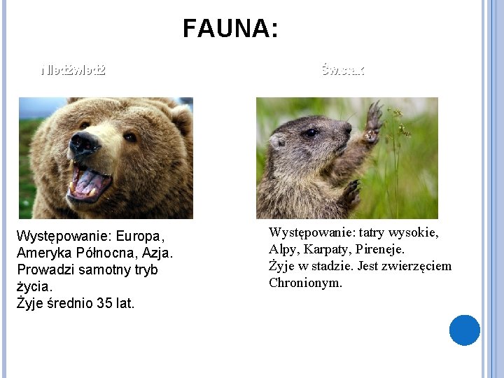 FAUNA: Niedźwiedź Występowanie: Europa, Ameryka Północna, Azja. Prowadzi samotny tryb życia. Żyje średnio 35