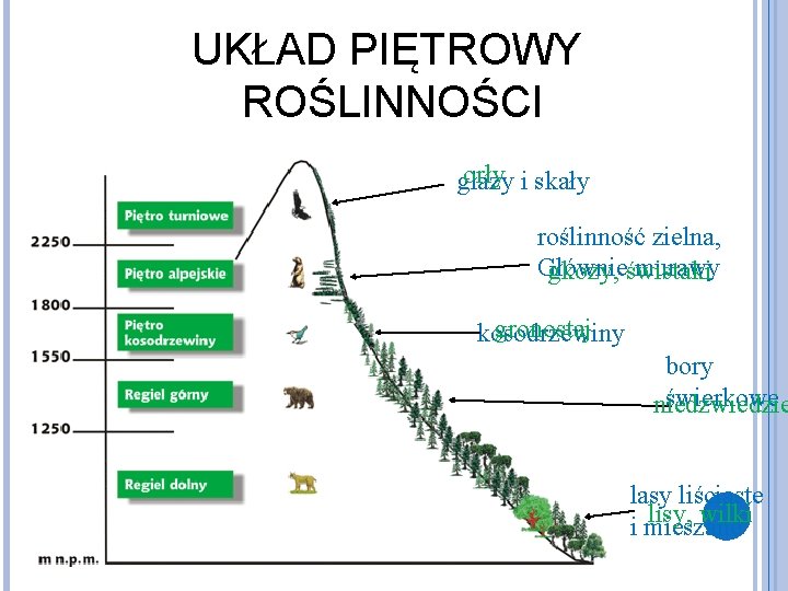 UKŁAD PIĘTROWY ROŚLINNOŚCI orły i skały głazy roślinność zielna, Głównie murawy gkozy, świstaki Zarośla