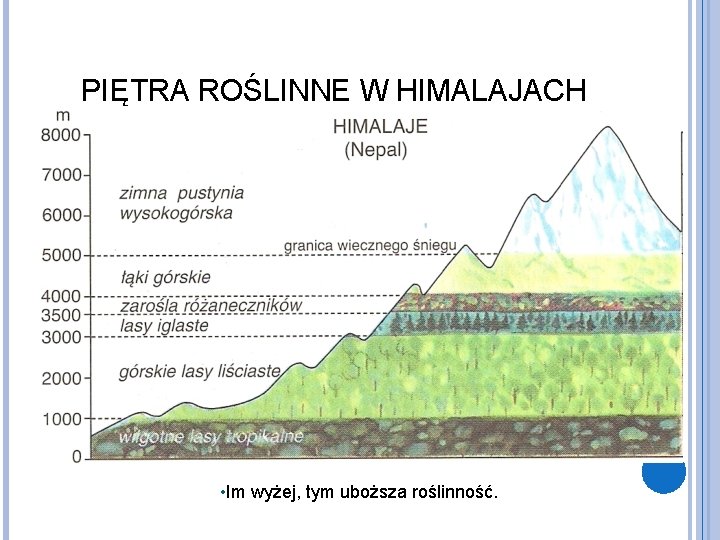 PIĘTRA ROŚLINNE W HIMALAJACH • Im wyżej, tym uboższa roślinność. 
