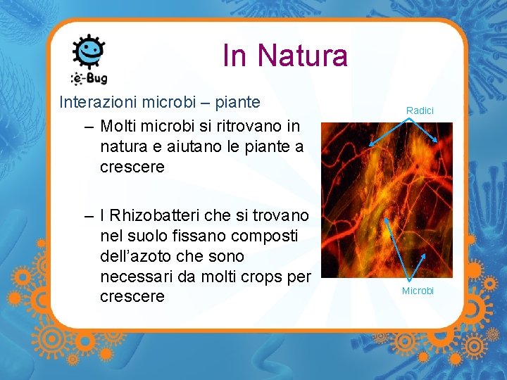 In Natura Interazioni microbi – piante – Molti microbi si ritrovano in natura e