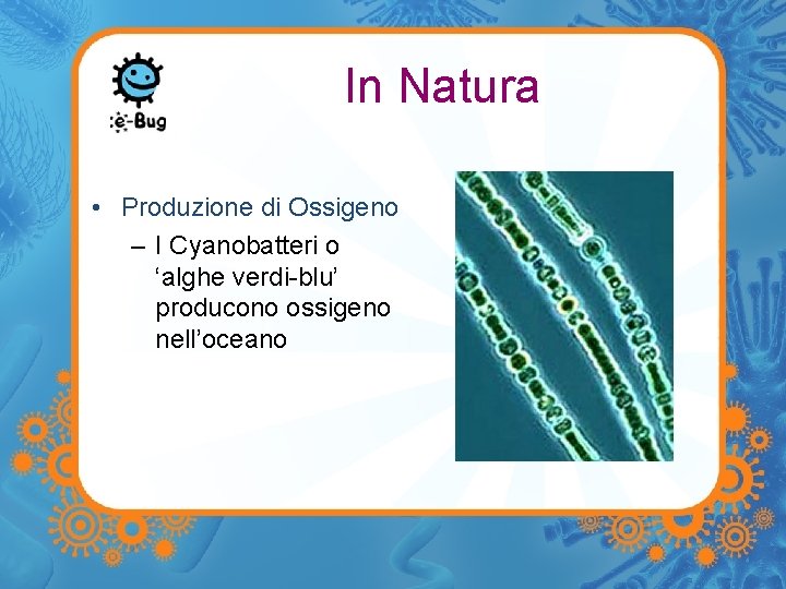 In Natura • Produzione di Ossigeno – I Cyanobatteri o ‘alghe verdi-blu’ producono ossigeno