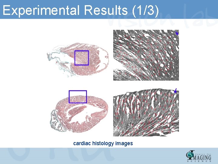 Experimental Results (1/3) cardiac histology images 