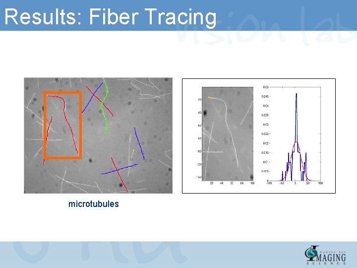 Results: Fiber Tracing microtubules 