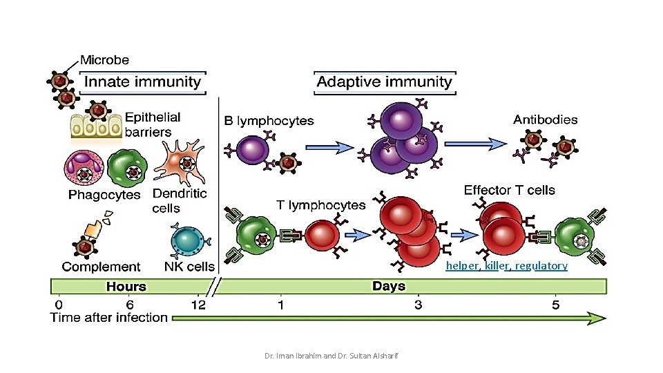 helper, killer, regulatory Dr. Iman Ibrahim and Dr. Sultan Alsharif 