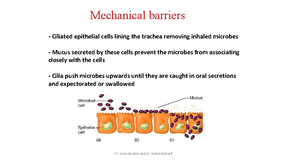 Mechanical barriers - Ciliated epithelial cells lining the trachea removing inhaled microbes - Mucus