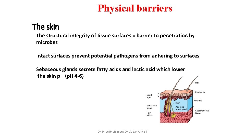 Physical barriers The skin The structural integrity of tissue surfaces = barrier to penetration