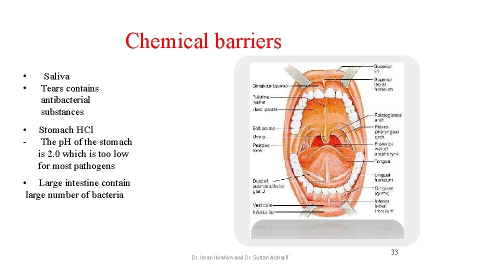 Chemical barriers • • Saliva Tears contains antibacterial substances • - Stomach HCl The