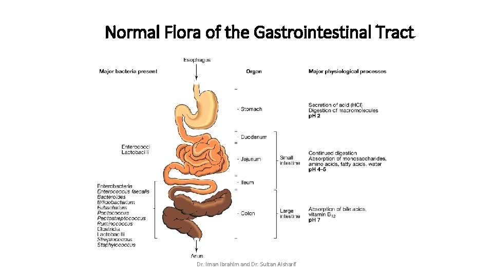 Normal Flora of the Gastrointestinal Tract Dr. Iman Ibrahim and Dr. Sultan Alsharif Normal Flora of the Gastrointestinal Tract Dr. Iman Ibrahim and Dr. Sultan Alsharif