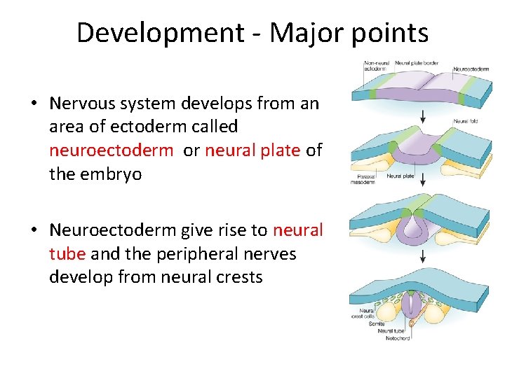 Development - Major points • Nervous system develops from an area of ectoderm called