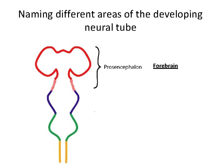 Naming different areas of the developing neural tube Forebrain Midbrain Hindbrain 