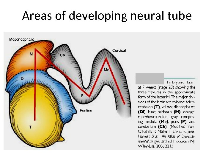 Areas of developing neural tube 