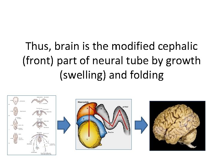 Thus, brain is the modified cephalic (front) part of neural tube by growth (swelling)