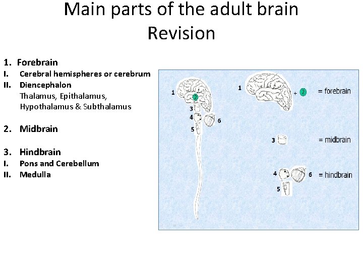 Main parts of the adult brain Revision 1. Forebrain I. Cerebral hemispheres or cerebrum