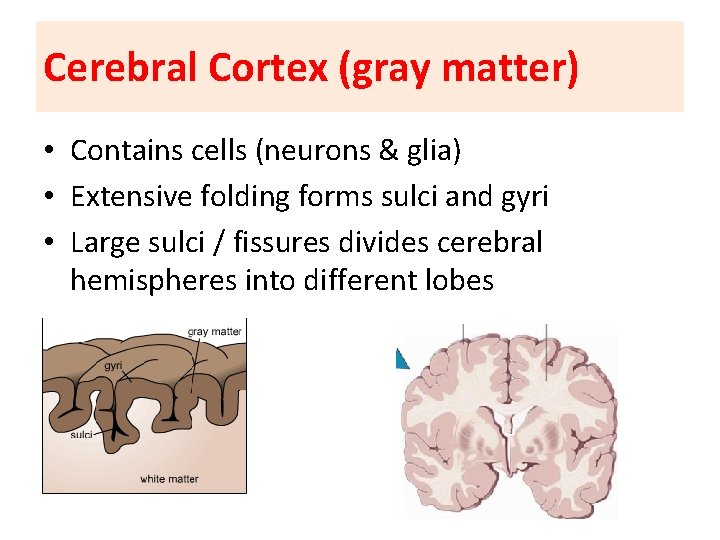 Cerebral Cortex (gray matter) • Contains cells (neurons & glia) • Extensive folding forms
