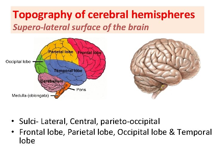 Topography of cerebral hemispheres Supero-lateral surface of the brain • Sulci- Lateral, Central, parieto-occipital