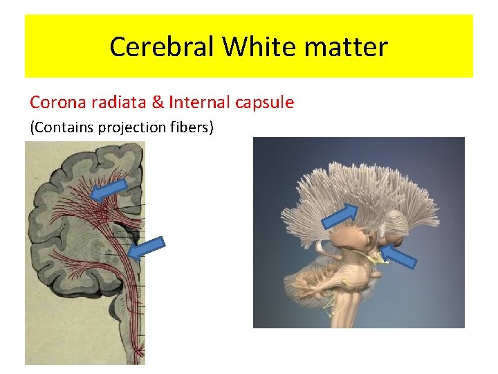 Cerebral White matter Corona radiata & Internal capsule (Contains projection fibers) 