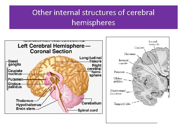 Other internal structures of cerebral hemispheres 