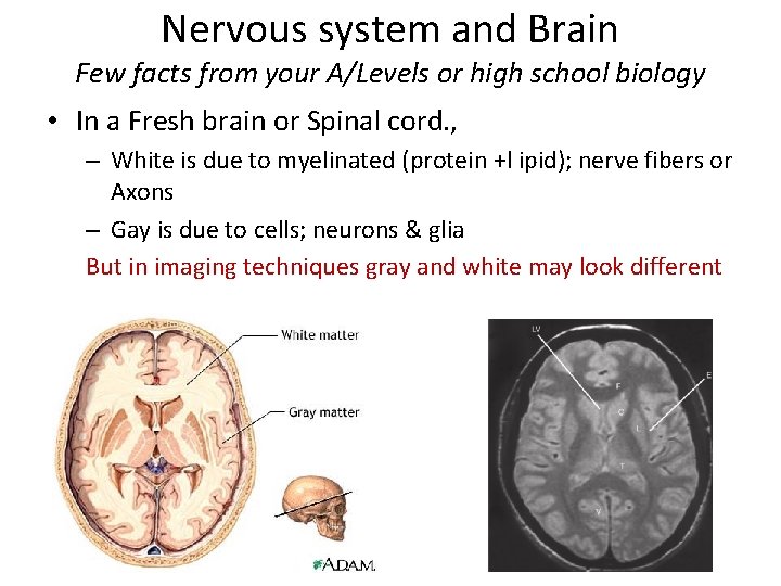 Nervous system and Brain Few facts from your A/Levels or high school biology •