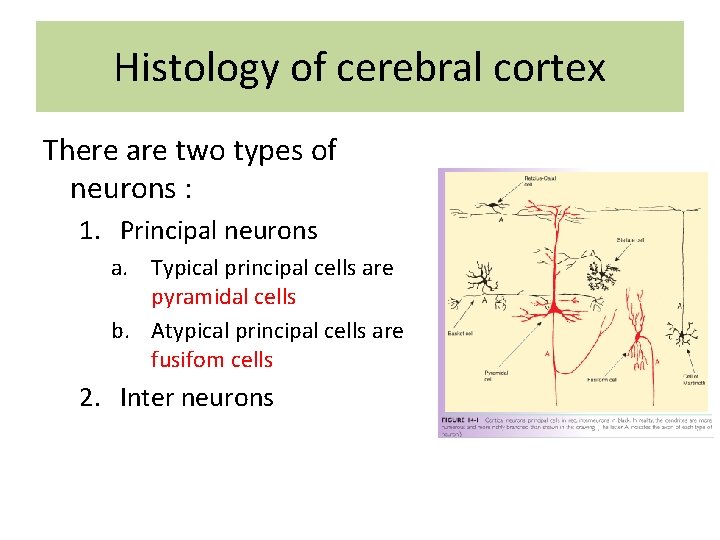 Histology of cerebral cortex There are two types of neurons : 1. Principal neurons