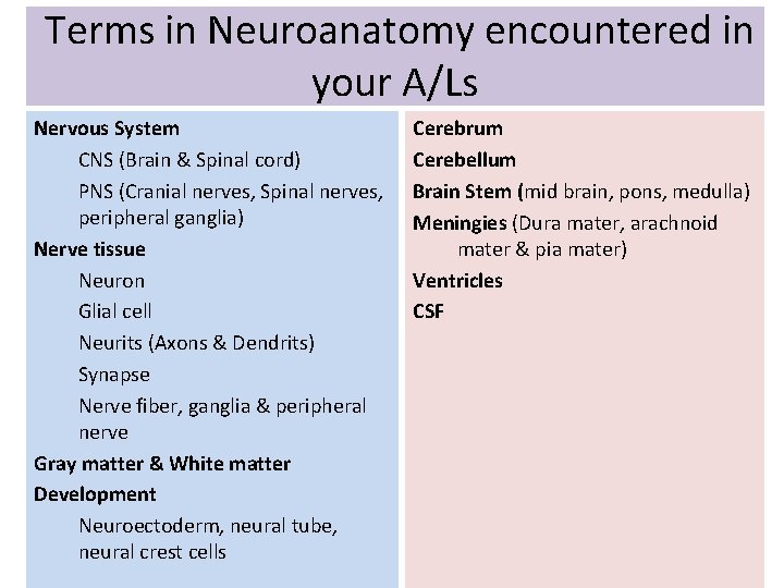 Terms in Neuroanatomy encountered in your A/Ls Nervous System CNS (Brain & Spinal cord)