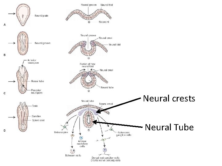 Neural crests Neural Tube 