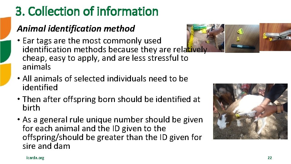 3. Collection of information Animal identification method • Ear tags are the most commonly