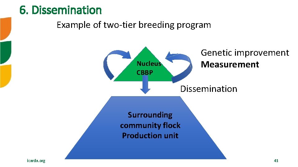 6. Dissemination Example of two-tier breeding program Genetic improvement Measurement Nucleus CBBP Dissemination Surrounding
