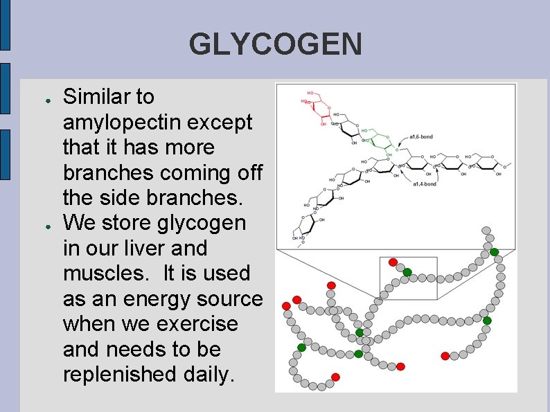 GLYCOGEN ● ● Similar to amylopectin except that it has more branches coming off