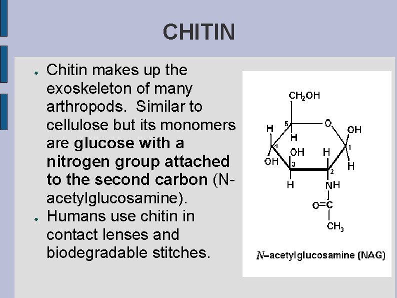 CHITIN ● ● Chitin makes up the exoskeleton of many arthropods. Similar to cellulose