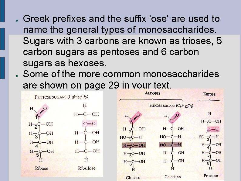 ● ● Greek prefixes and the suffix 'ose' are used to name the general