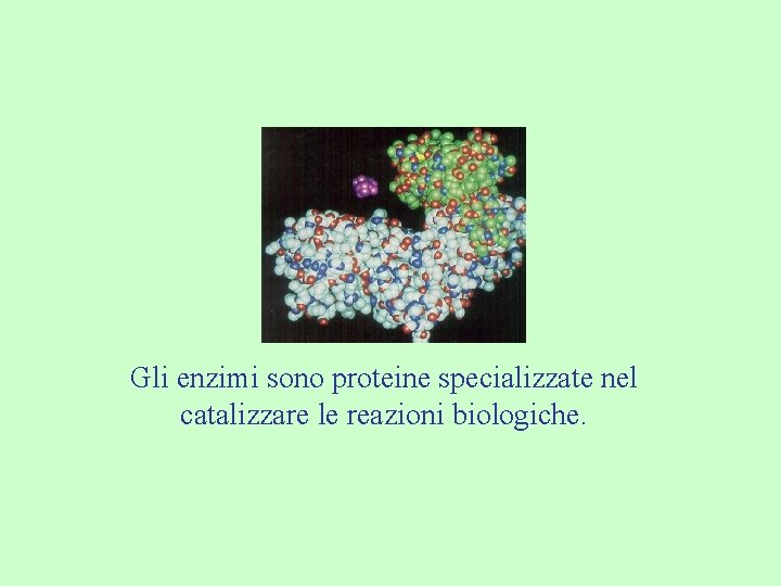 Gli enzimi sono proteine specializzate nel catalizzare le reazioni biologiche. 