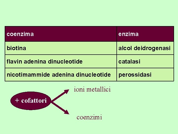 coenzima Ione biotina Fe 2+ o Fe 3+ citocromo ossidasi alcol deidrogenasi enzima 2+