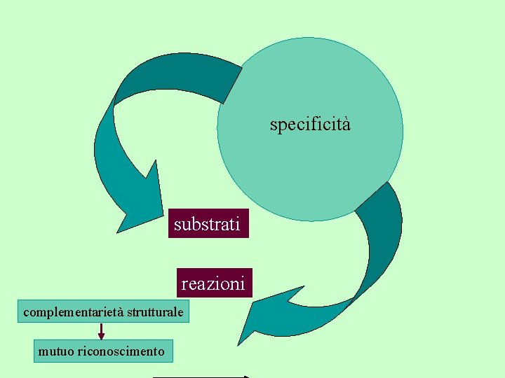specificità substrati reazioni complementarietà strutturale mutuo riconoscimento 