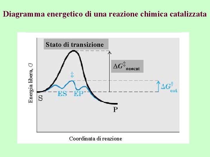 Diagramma energetico di una reazione chimica catalizzata Energia libera, G Stato di transizione Coordinata