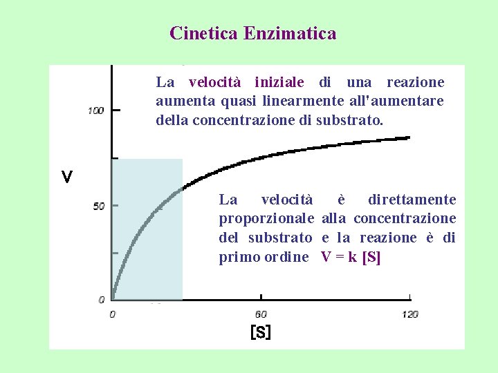 Cinetica Enzimatica La velocità iniziale di una reazione aumenta quasi linearmente all'aumentare della concentrazione