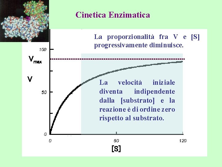 Cinetica Enzimatica La proporzionalità fra V e [S] progressivamente diminuisce. Vmax V La velocità