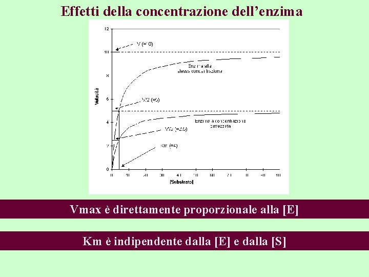 Effetti della concentrazione dell’enzima Vmax è direttamente proporzionale alla [E] Km è indipendente dalla