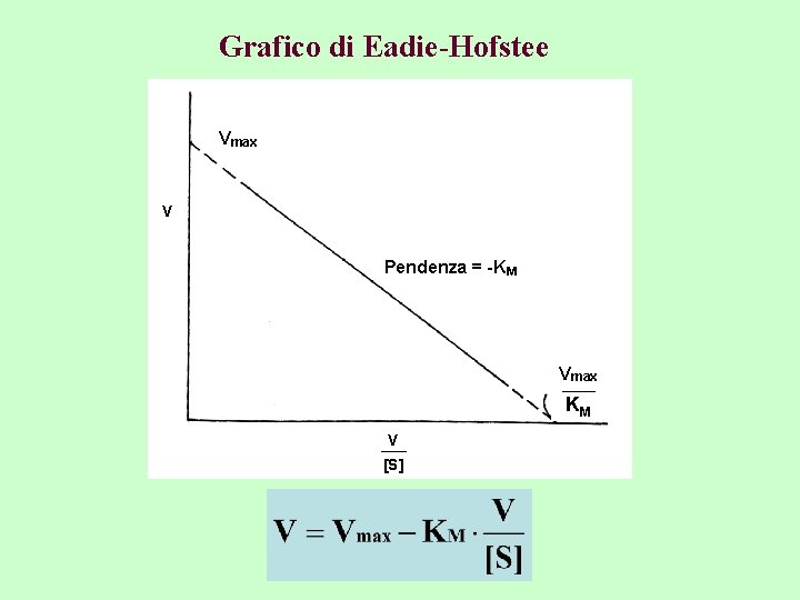 Grafico di Eadie-Hofstee Vmax V Pendenza = -KM Vmax KM V [S] 