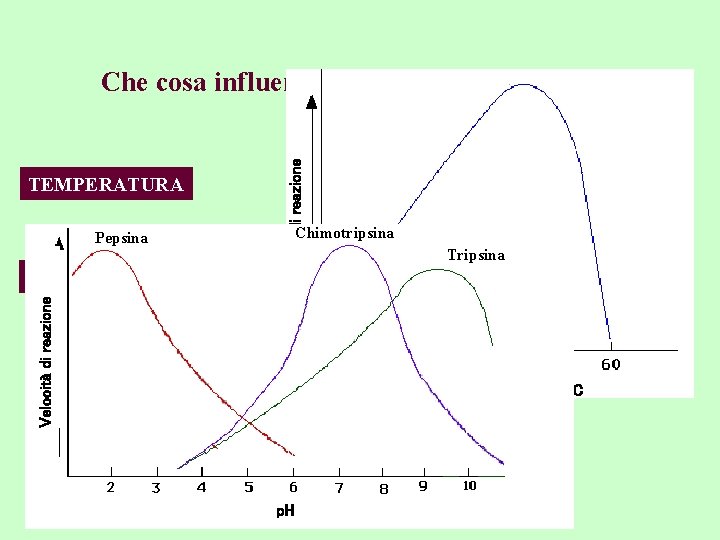 TEMPERATURA Pepsina Chimotripsina Velocità di reazione p. H Velocità di reazione Che cosa influenza