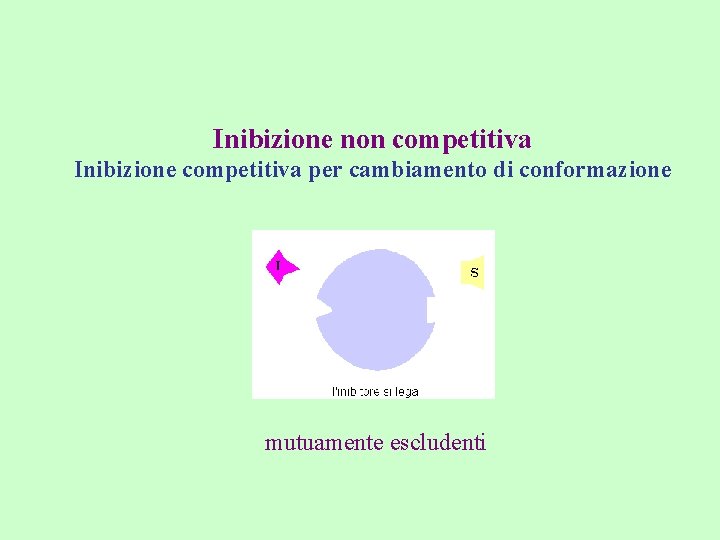 Inibizione non competitiva Inibizione competitiva per cambiamento di conformazione mutuamente escludenti 