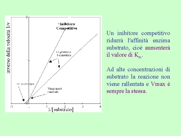 Un inibitore competitivo ridurrà l'affinità enzima substrato, cioè aumenterà il valore di Km. Ad