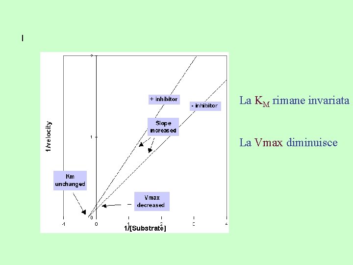 I La KM rimane invariata La Vmax diminuisce 