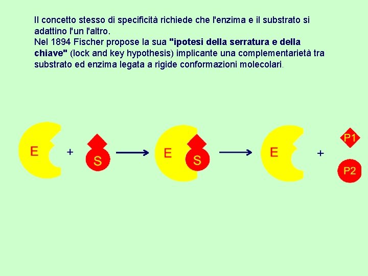 Il concetto stesso di specificità richiede che l'enzima e il substrato si adattino l'un
