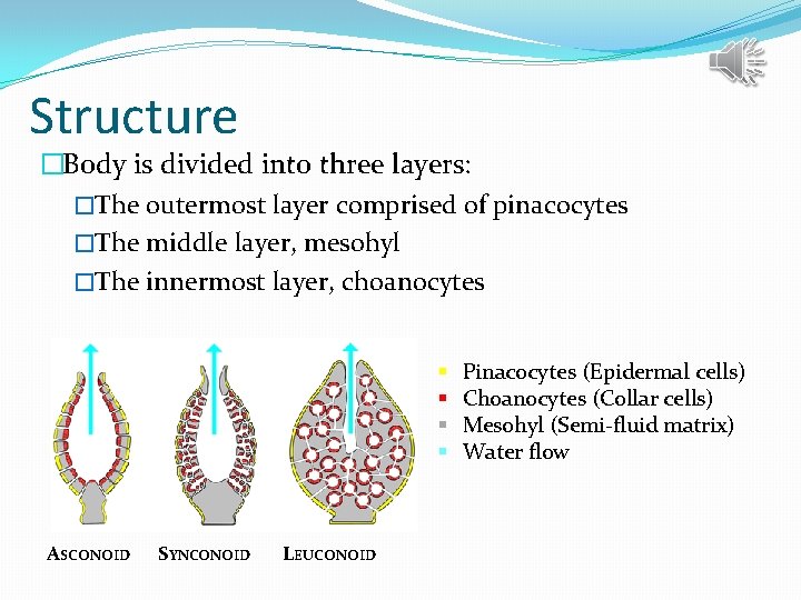 Structure �Body is divided into three layers: �The outermost layer comprised of pinacocytes �The