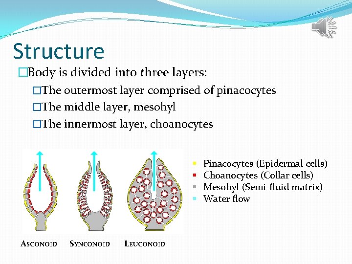 Structure �Body is divided into three layers: �The outermost layer comprised of pinacocytes �The