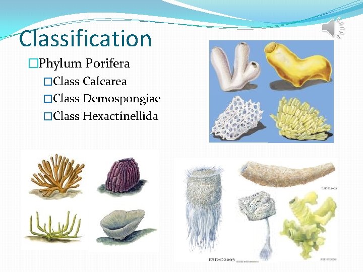 Classification �Phylum Porifera �Class Calcarea �Class Demospongiae �Class Hexactinellida 