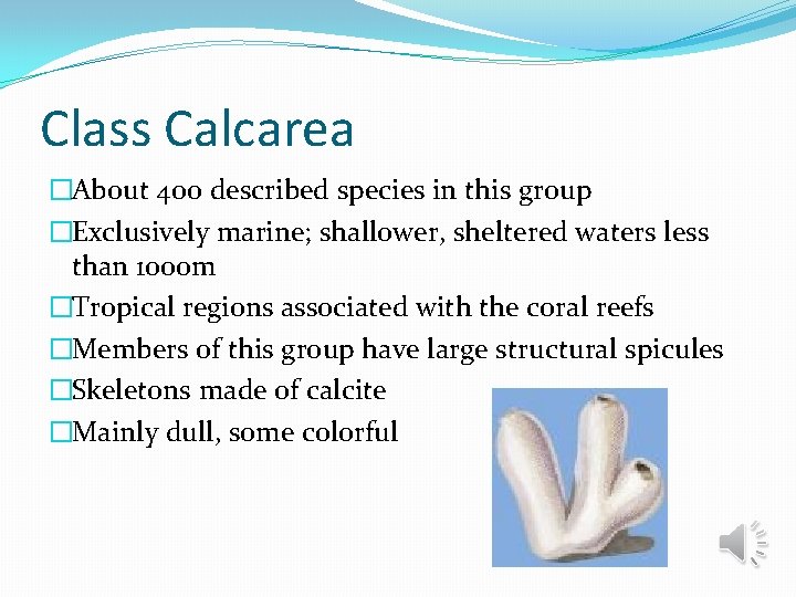Class Calcarea �About 400 described species in this group �Exclusively marine; shallower, sheltered waters