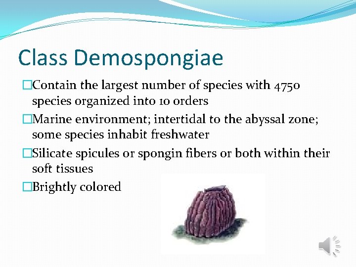 Class Demospongiae �Contain the largest number of species with 4750 species organized into 10