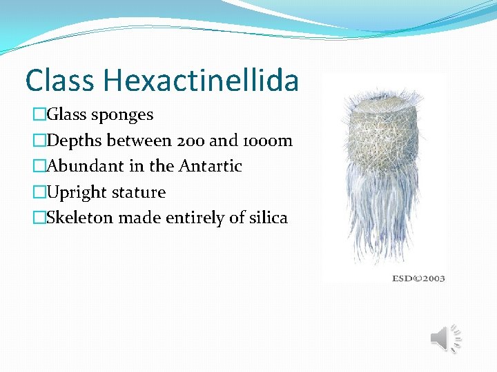 Class Hexactinellida �Glass sponges �Depths between 200 and 1000 m �Abundant in the Antartic