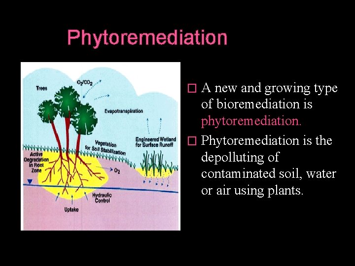 Phytoremediation A new and growing type of bioremediation is phytoremediation. � Phytoremediation is the